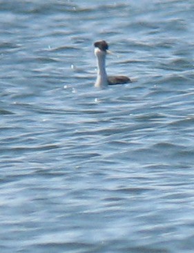 Western Grebe - ML383157451