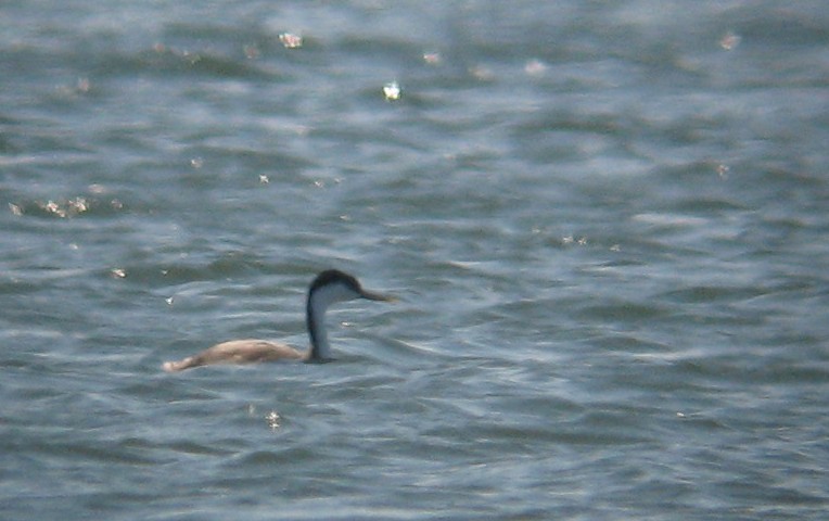 Western Grebe - ML383157461