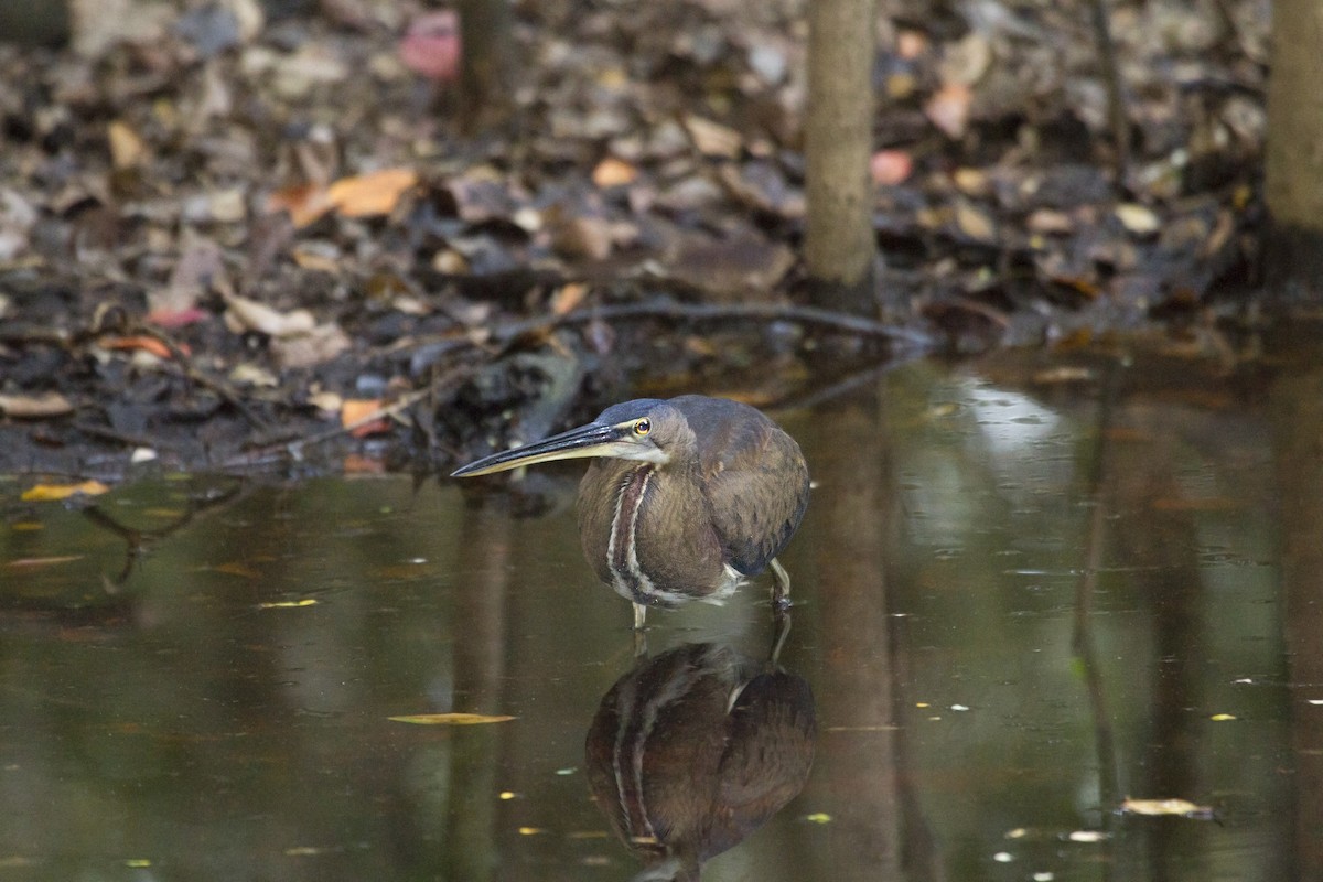 Agami Heron - ML38315951