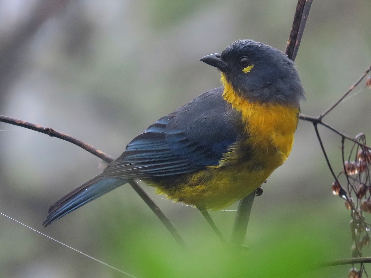 Lacrimose Mountain Tanager - Àlex Giménez