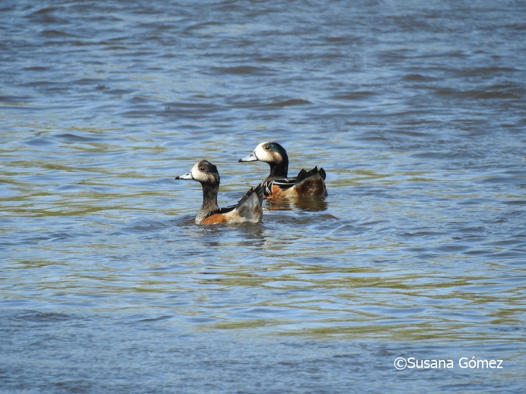 Chiloe Wigeon - ML383160081