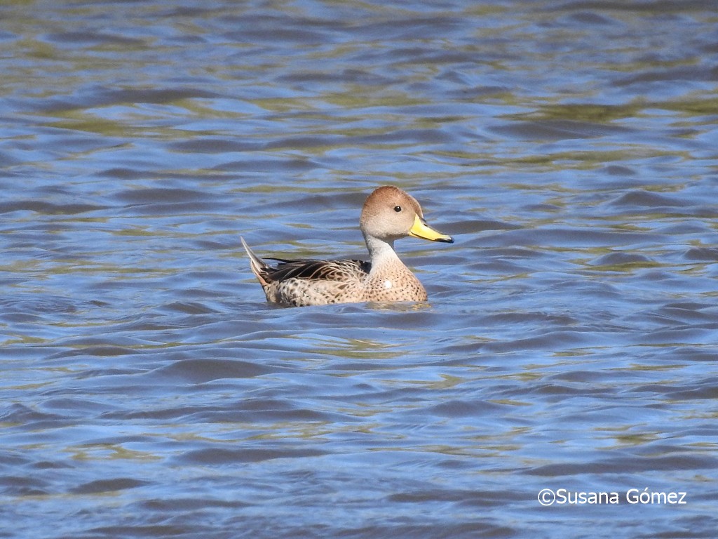 Yellow-billed Pintail - ML383161591