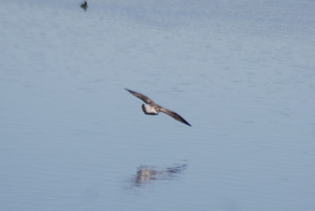 Lesser Black-backed Gull - Jake Thompson