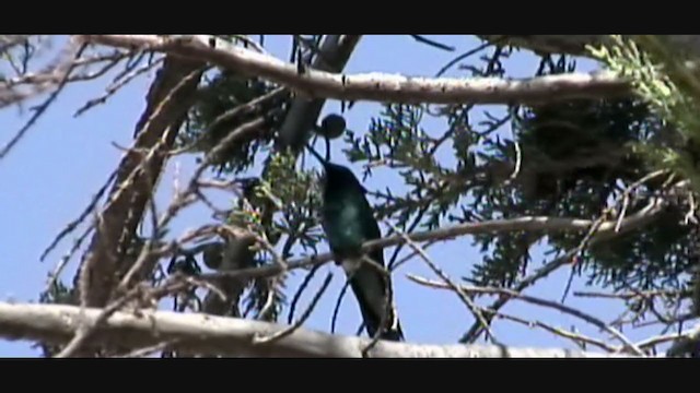 kolibřík modrolící - ML383162241