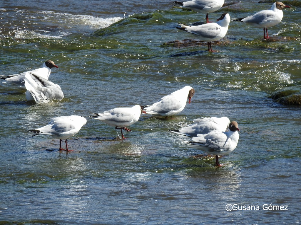 Brown-hooded Gull - ML383163511