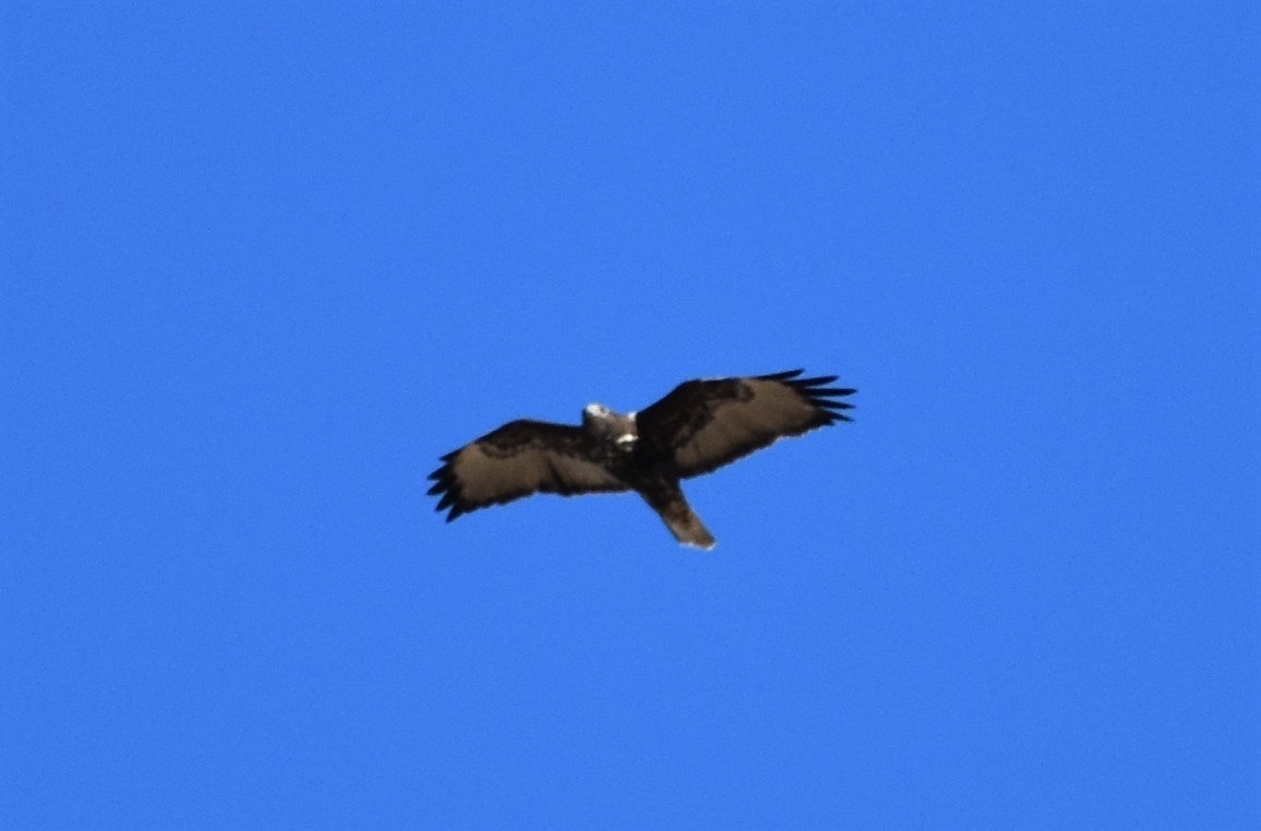 Red-tailed Hawk (Harlan's) - ML383163591