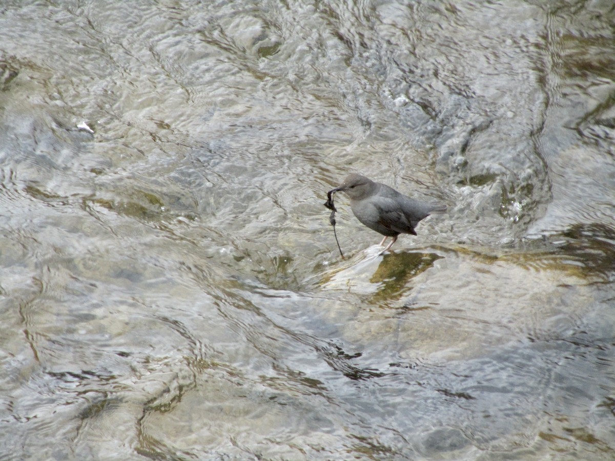 American Dipper - ML383165821