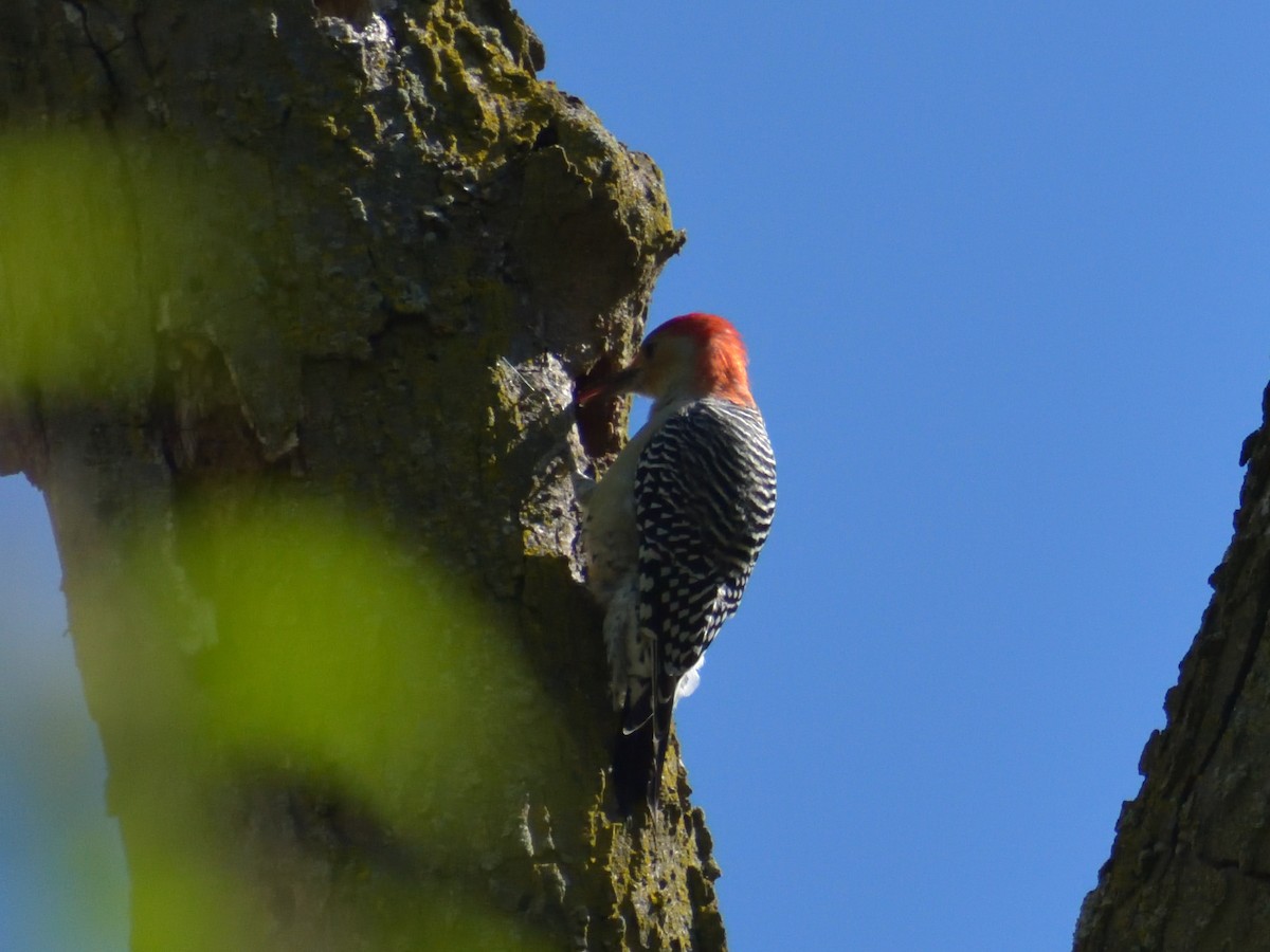 Red-bellied Woodpecker - ML383166071