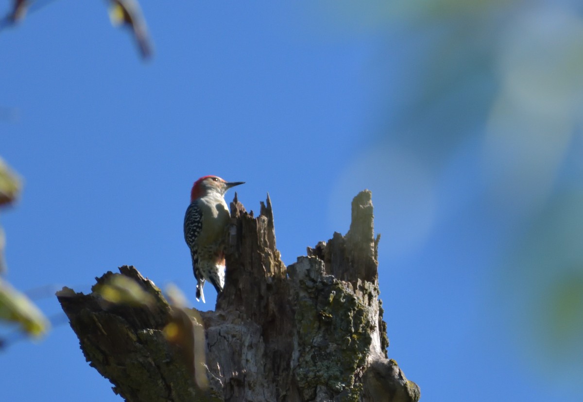 Red-bellied Woodpecker - ML383166091