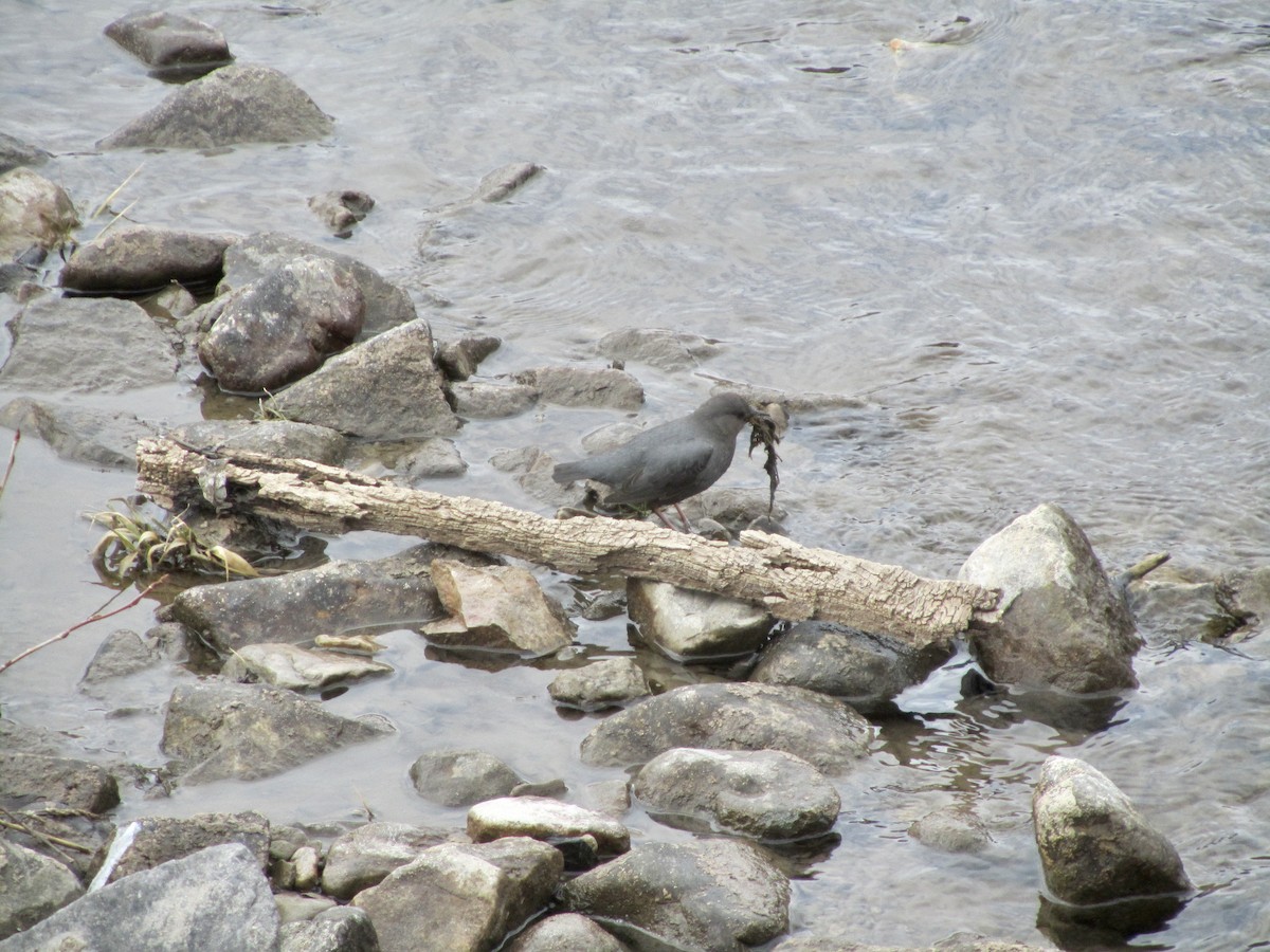 American Dipper - ML383166271