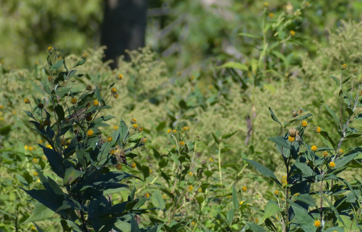 American Goldfinch - ML383166981