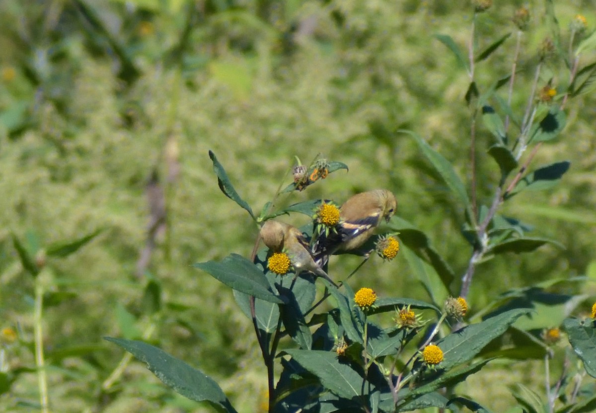 American Goldfinch - ML383167051