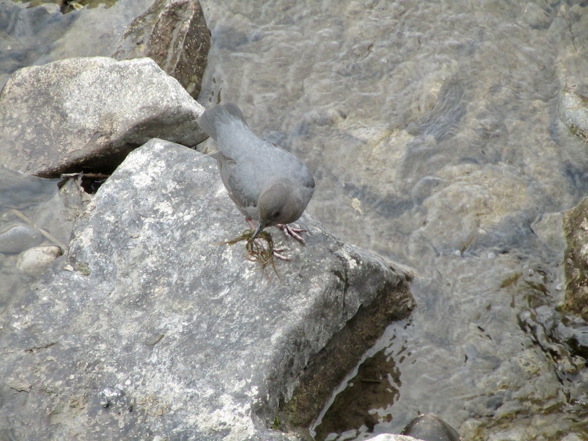 American Dipper - ML383167131