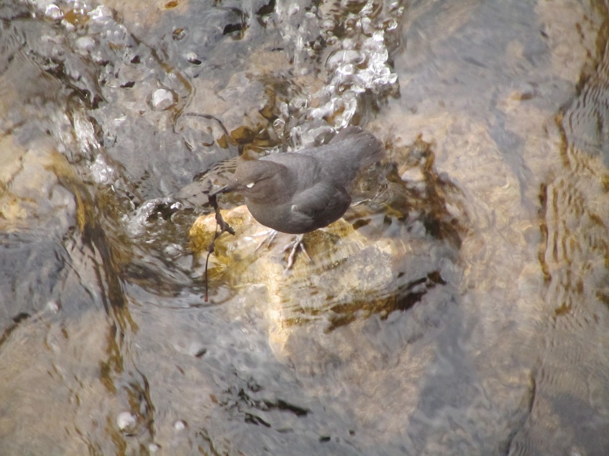 American Dipper - ML383167181