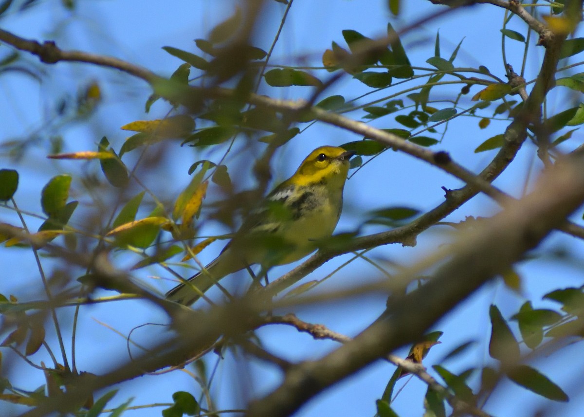 Black-throated Green Warbler - ML383167341