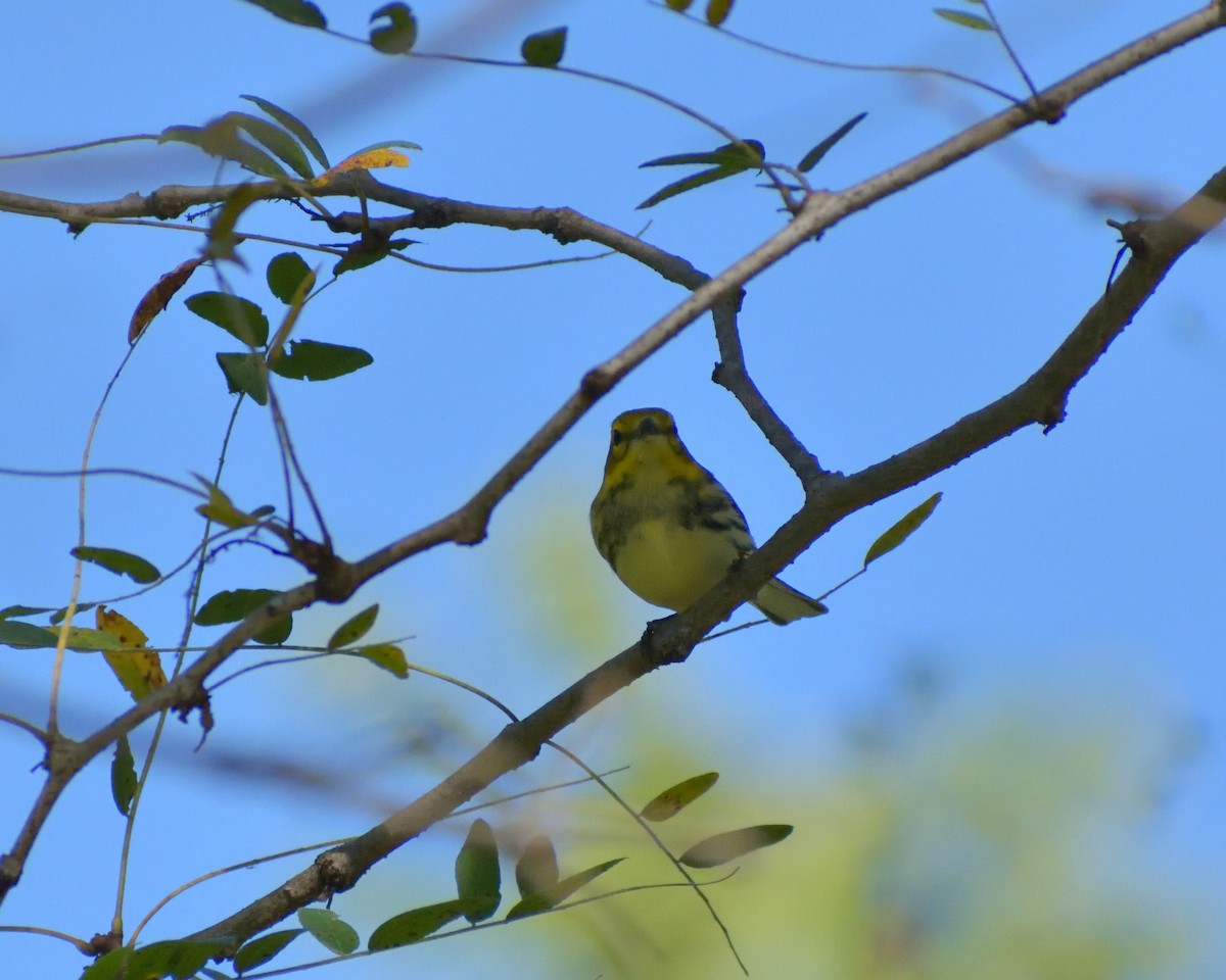 Black-throated Green Warbler - ML383167371