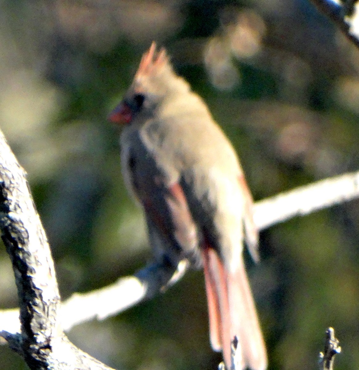 Northern Cardinal - Mary Hall