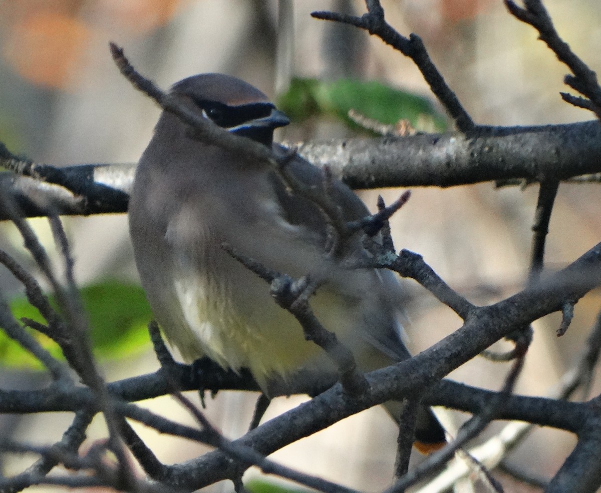 Cedar Waxwing - ML383168181