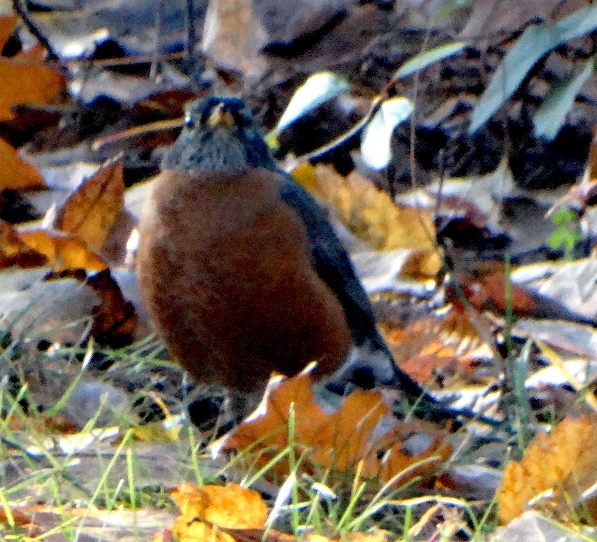 American Robin - ML383168431