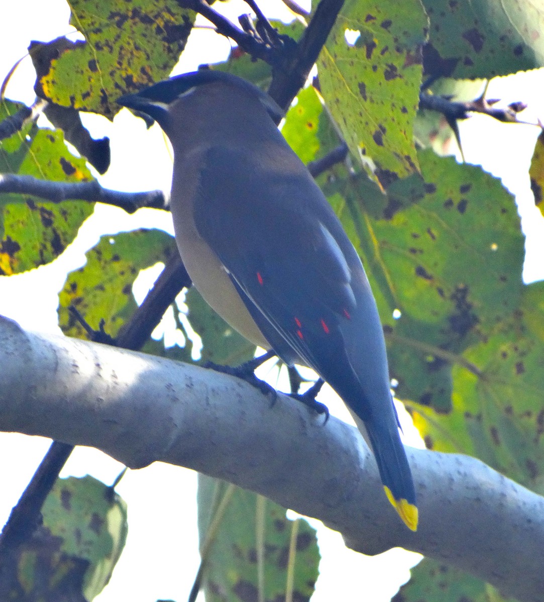 Cedar Waxwing - ML383168741