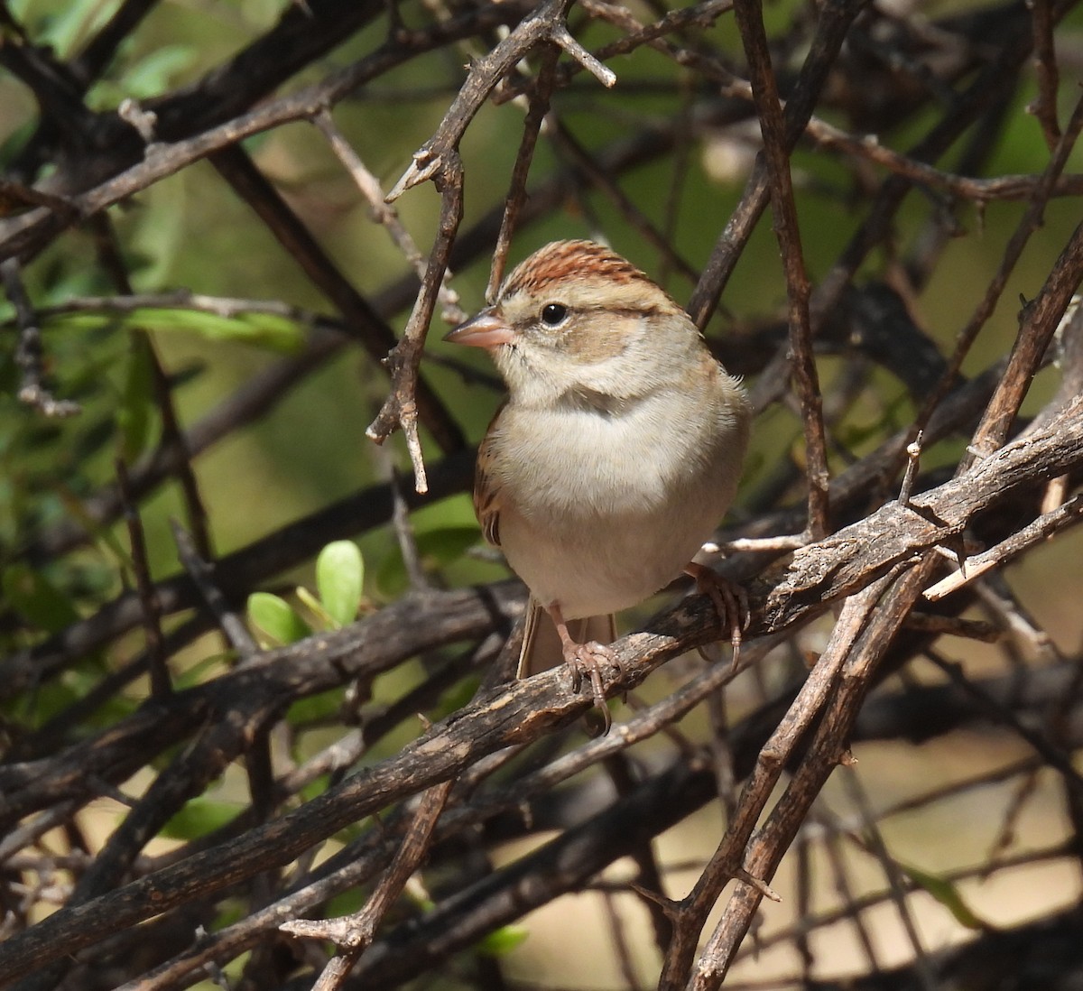 Chipping Sparrow - ML383169681