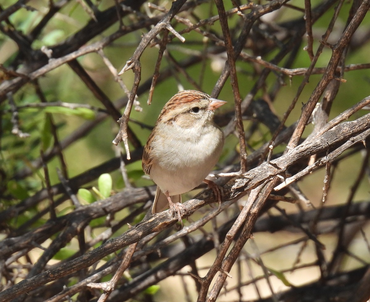 Chipping Sparrow - Mary Tannehill