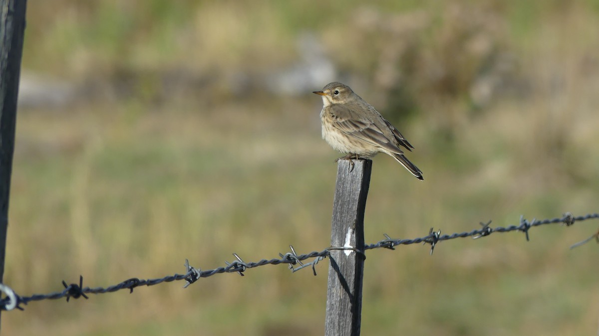 American Pipit - ML383169721