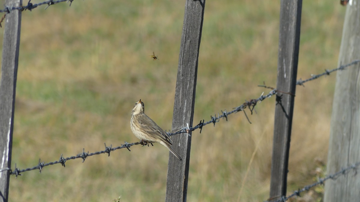 American Pipit - ML383169731