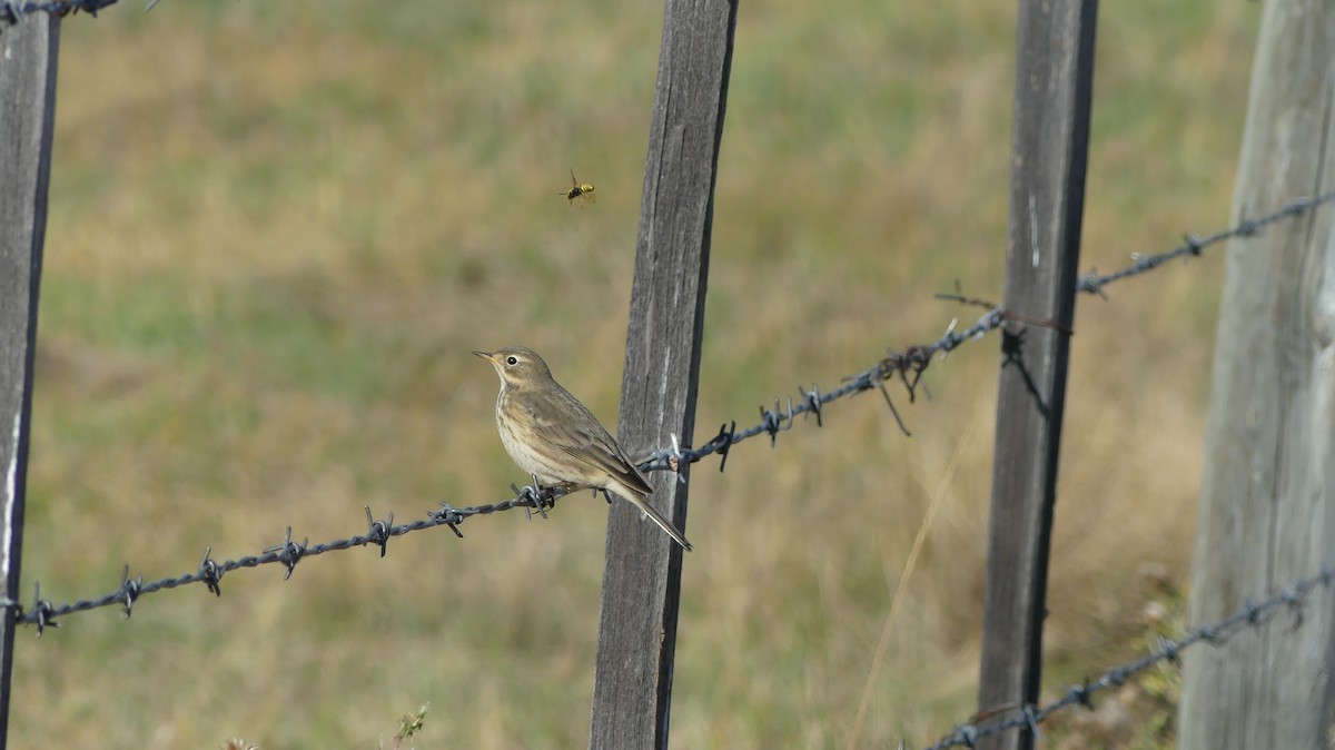 American Pipit - Ted Nanninga