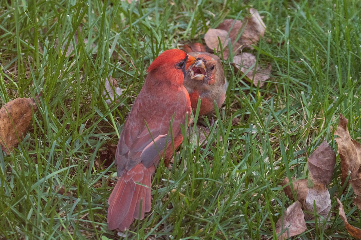 Cardinal rouge - ML383170311