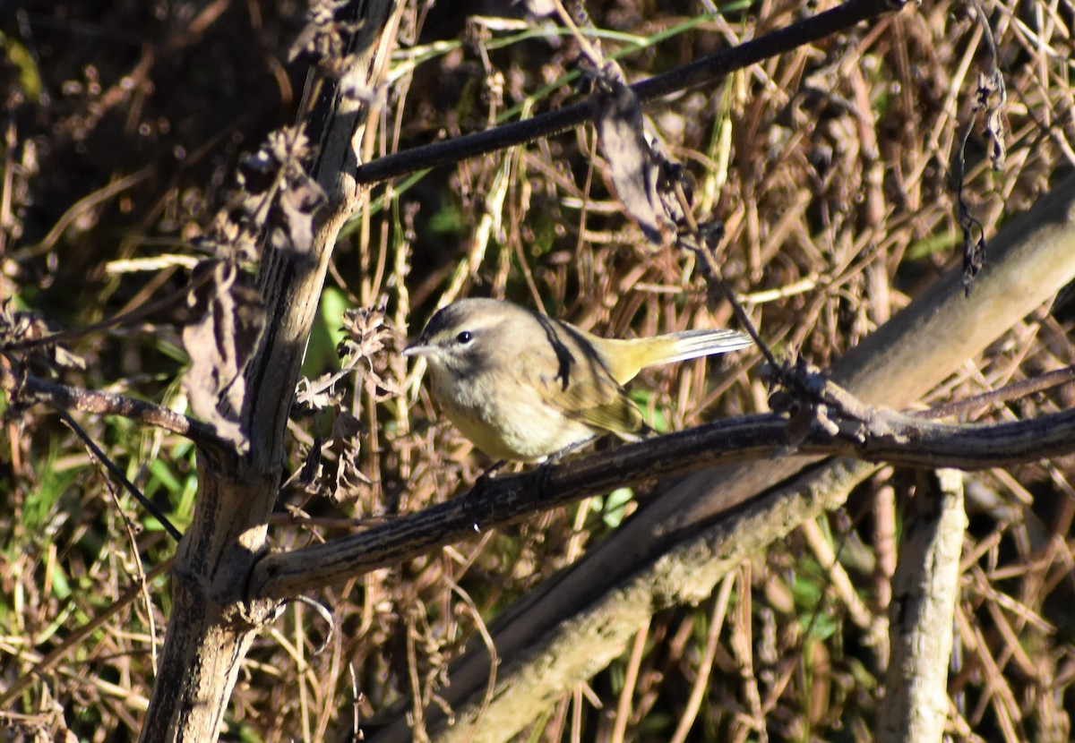 Palm Warbler (Western) - ML383171241