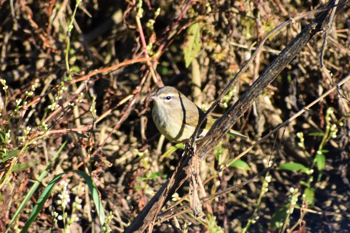 Palm Warbler (Western) - ML383172191