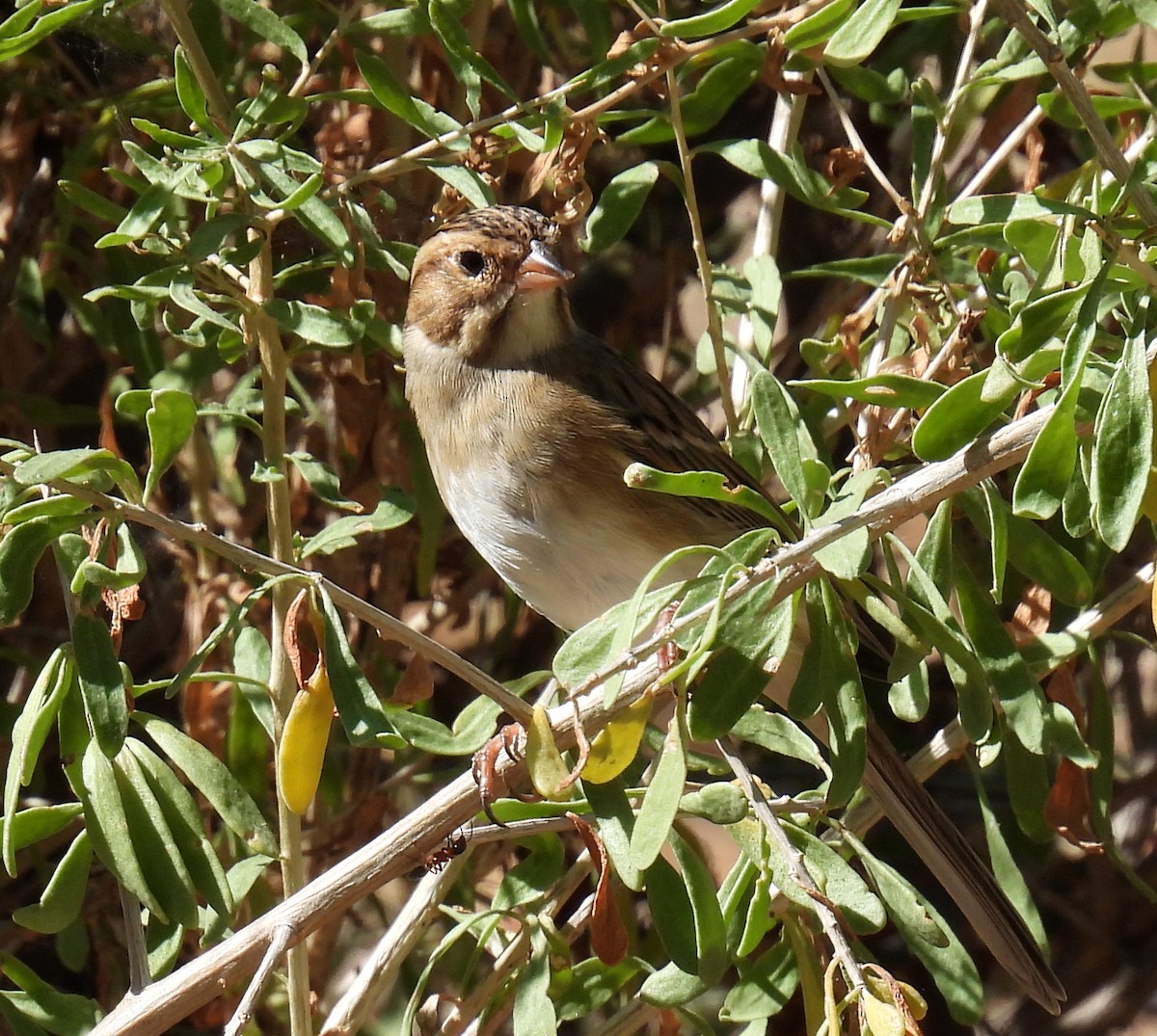 Clay-colored Sparrow - Mary Tannehill