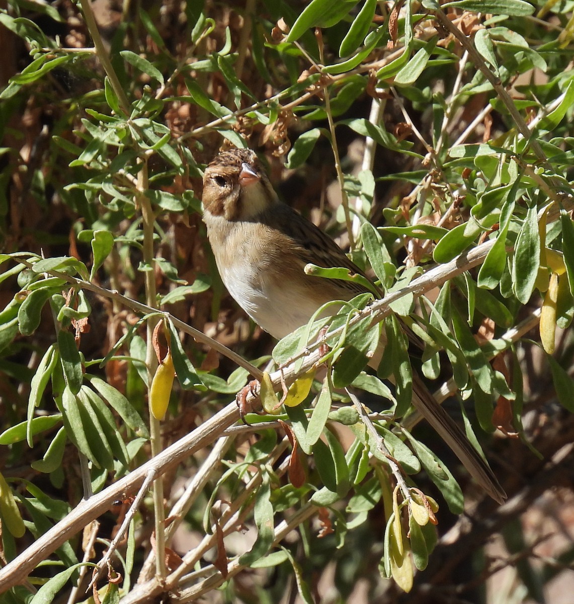 Clay-colored Sparrow - Mary Tannehill