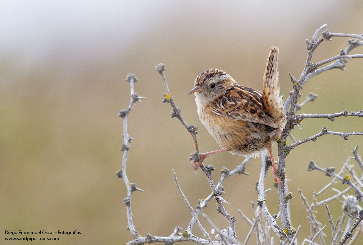 Grass Wren - ML383173121