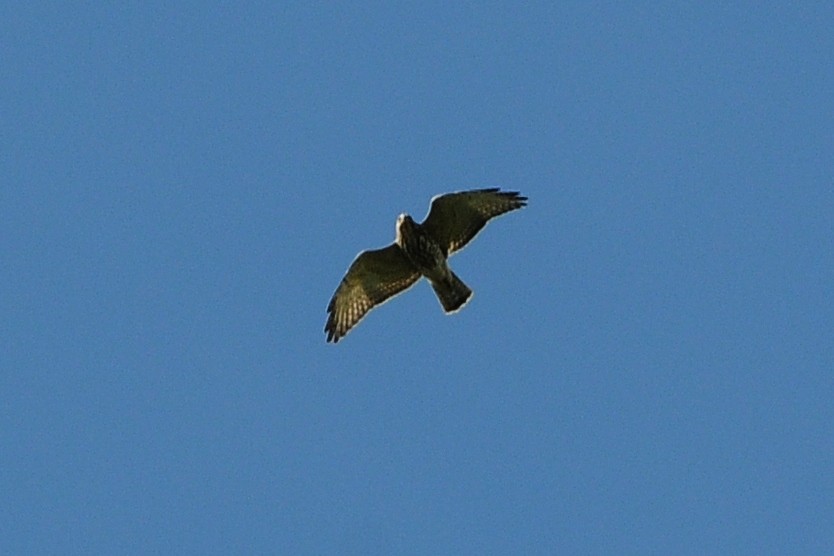 Broad-winged Hawk - ML38317331