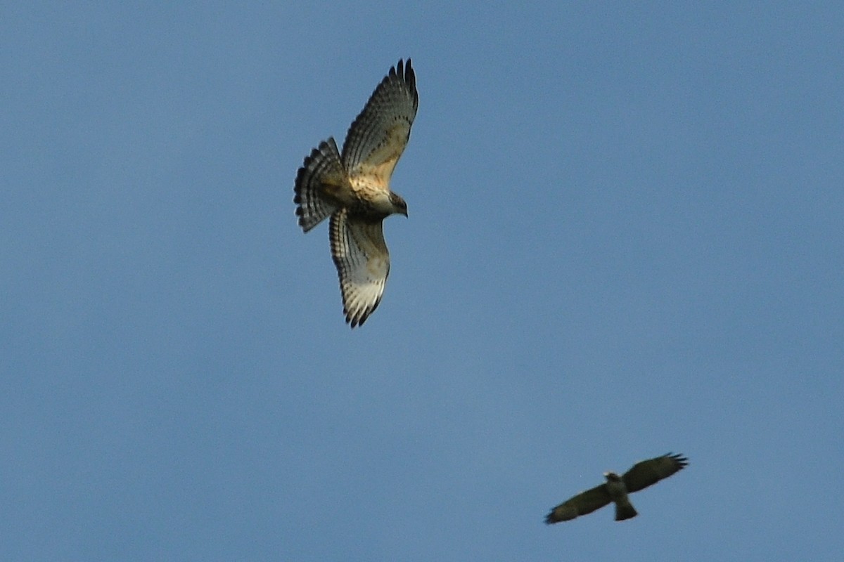 Broad-winged Hawk - ML38317341