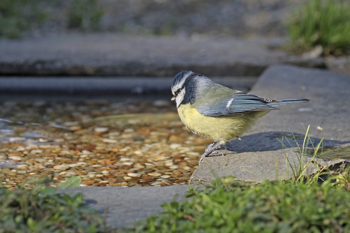 Eurasian Blue Tit - ML383173641