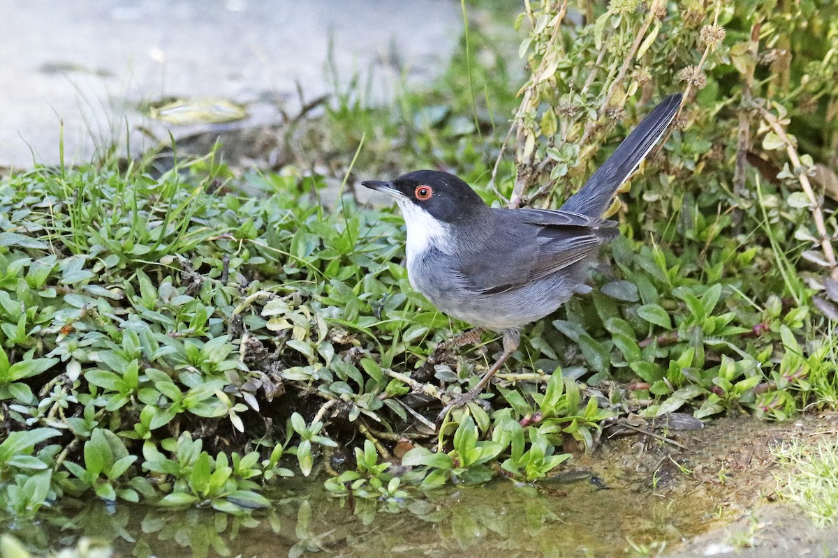 Sardinian Warbler - ML383174001