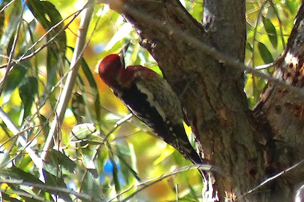 Red-breasted Sapsucker - ML383176081
