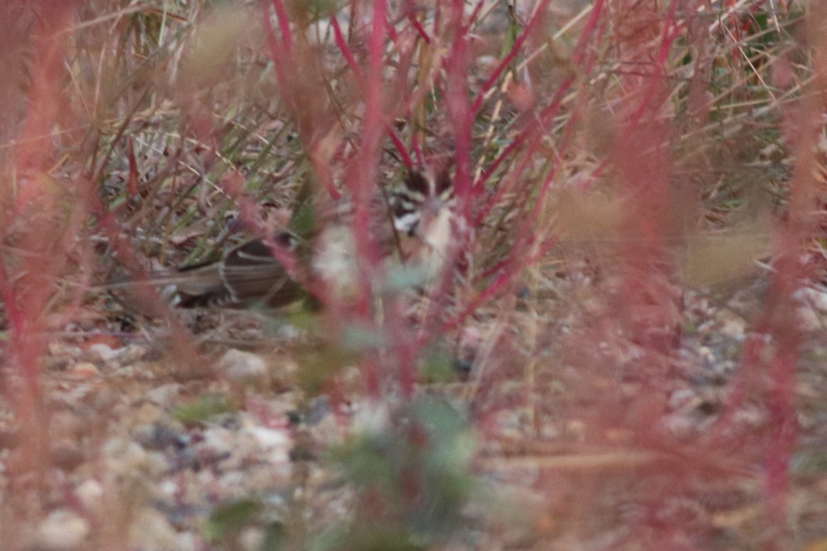 Lark Sparrow - ML38317651