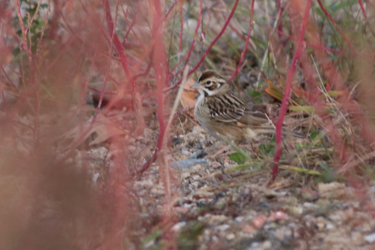 Lark Sparrow - ML38317661