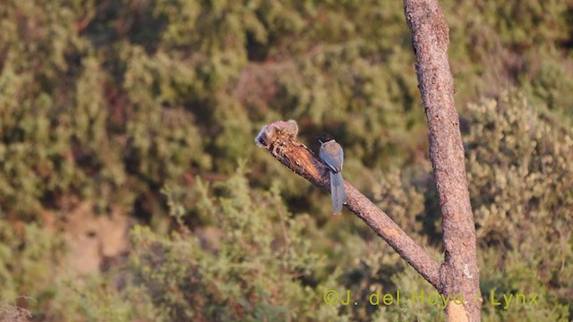 Iberian Magpie - ML383177821