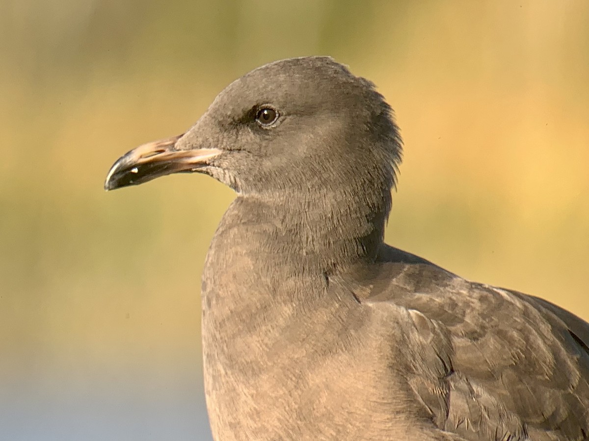 Heermann's Gull - ML383177851