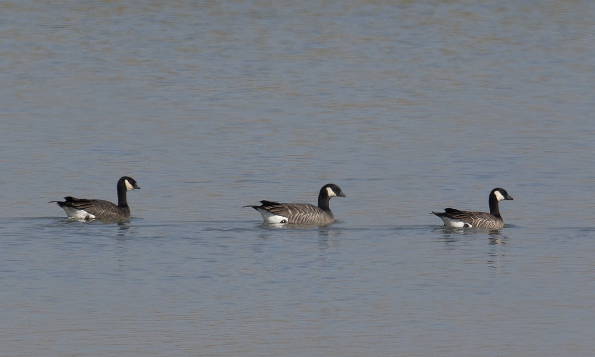 Cackling Goose - ML383178531
