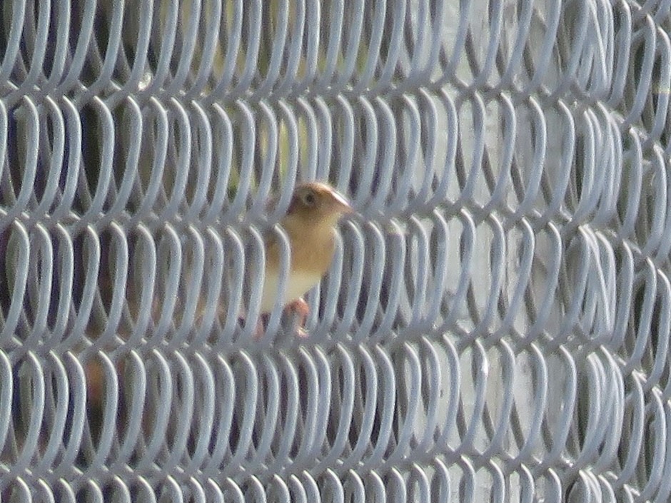 Grasshopper Sparrow - ML383179781