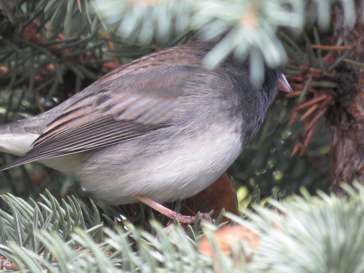 Junco Ojioscuro (cismontanus) - ML383180201