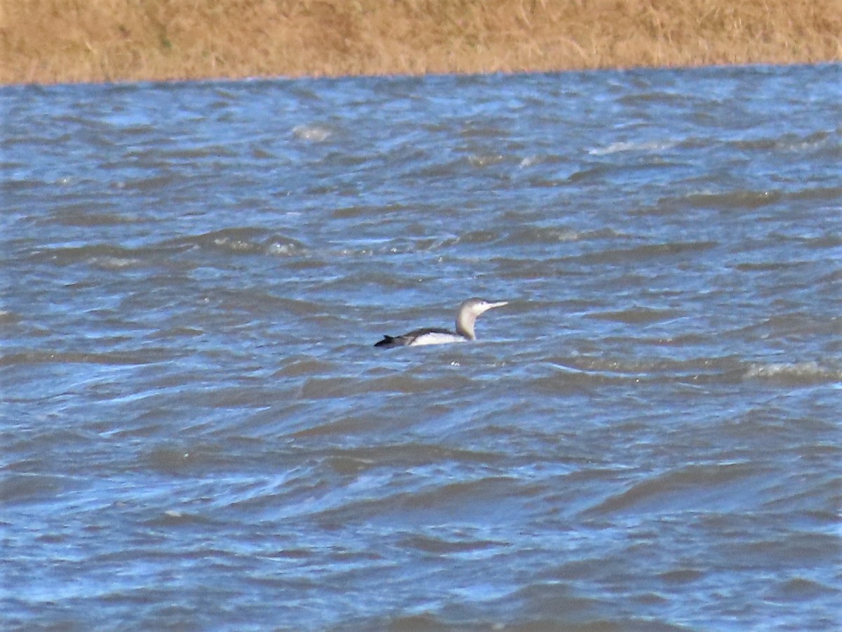 Red-throated Loon - ML383181331