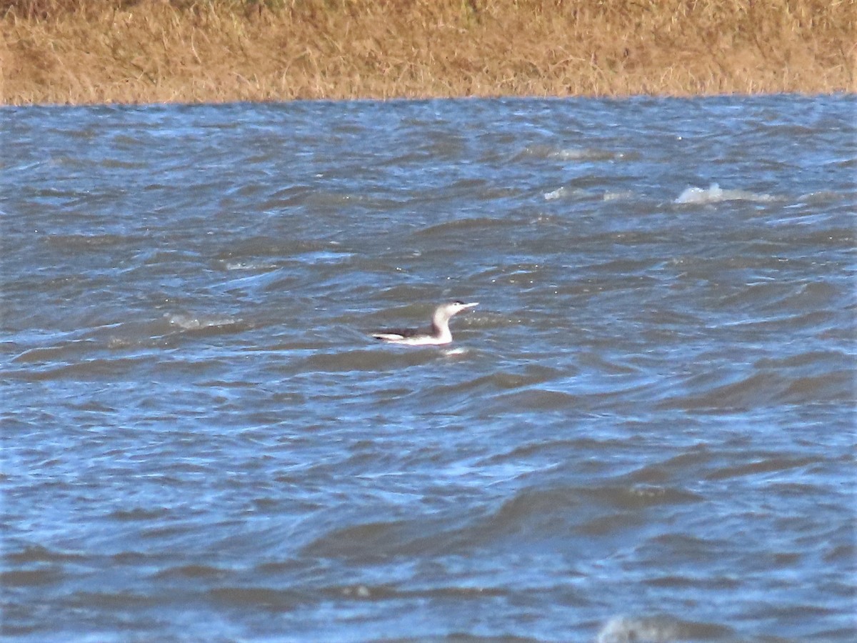 Red-throated Loon - ML383181371