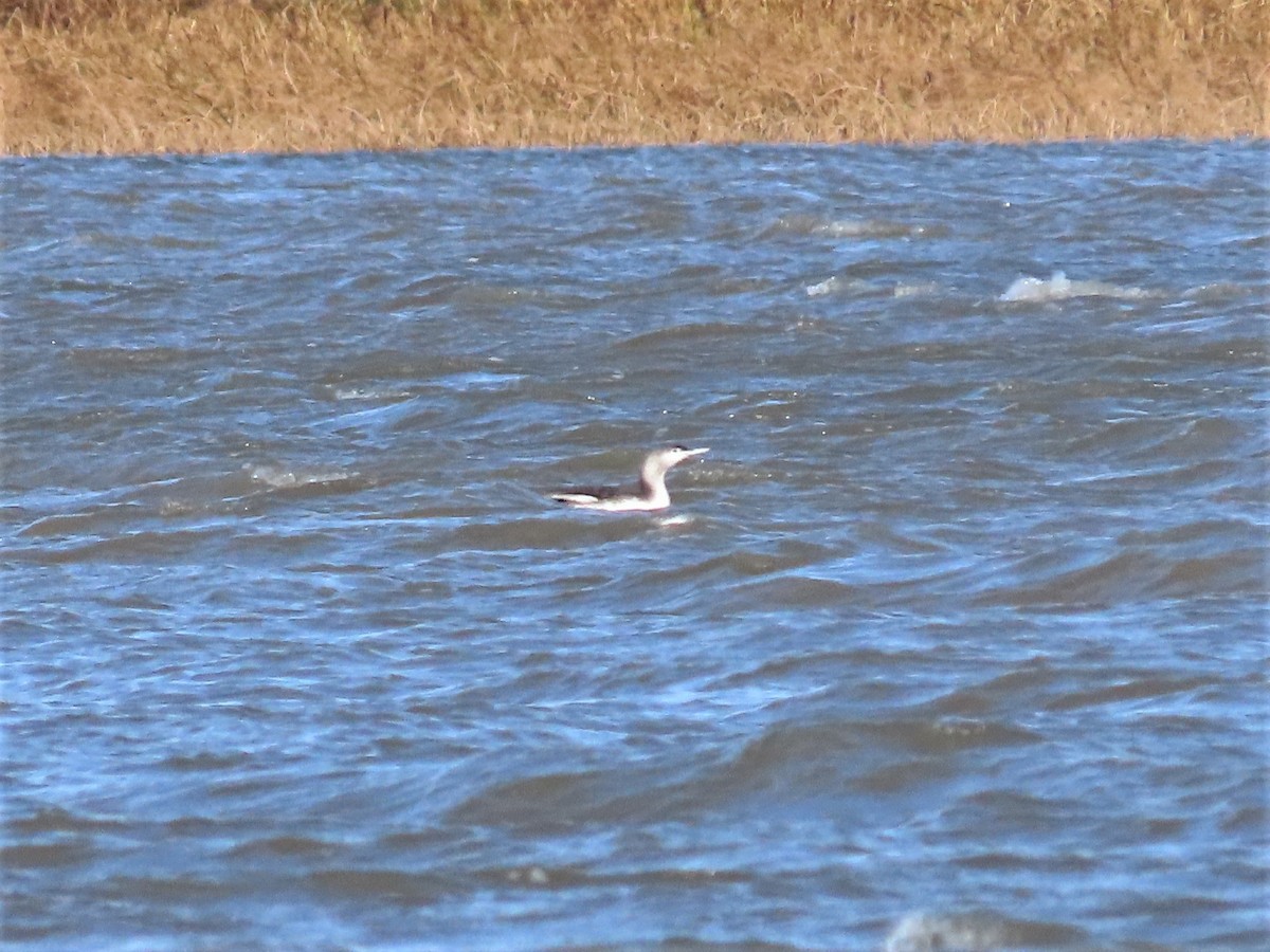 Red-throated Loon - Michel Bourassa (T-R)